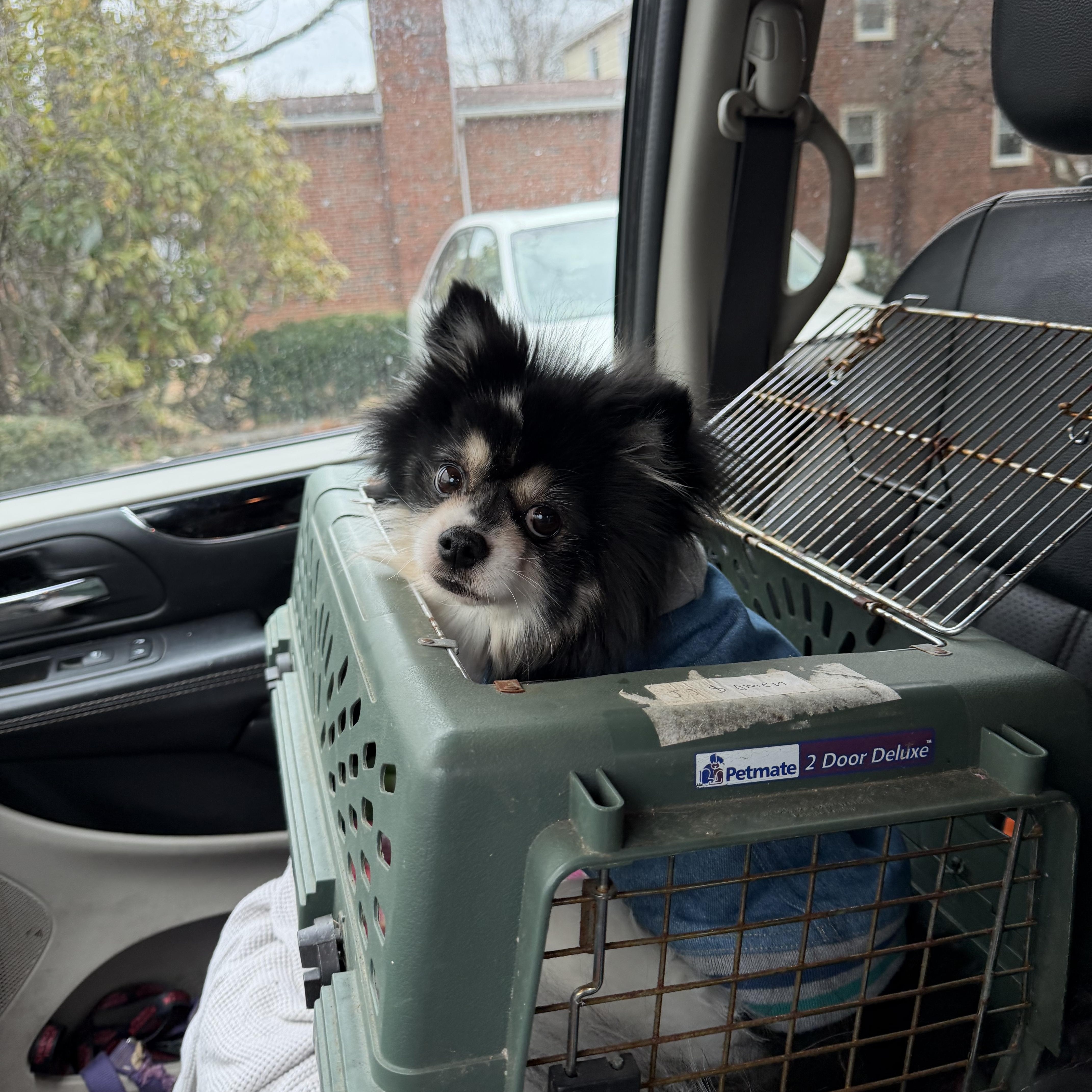 Enlarge Oreo double stuff fluff, an adopted Pomeranian in Maple Glen, PA image 4/5