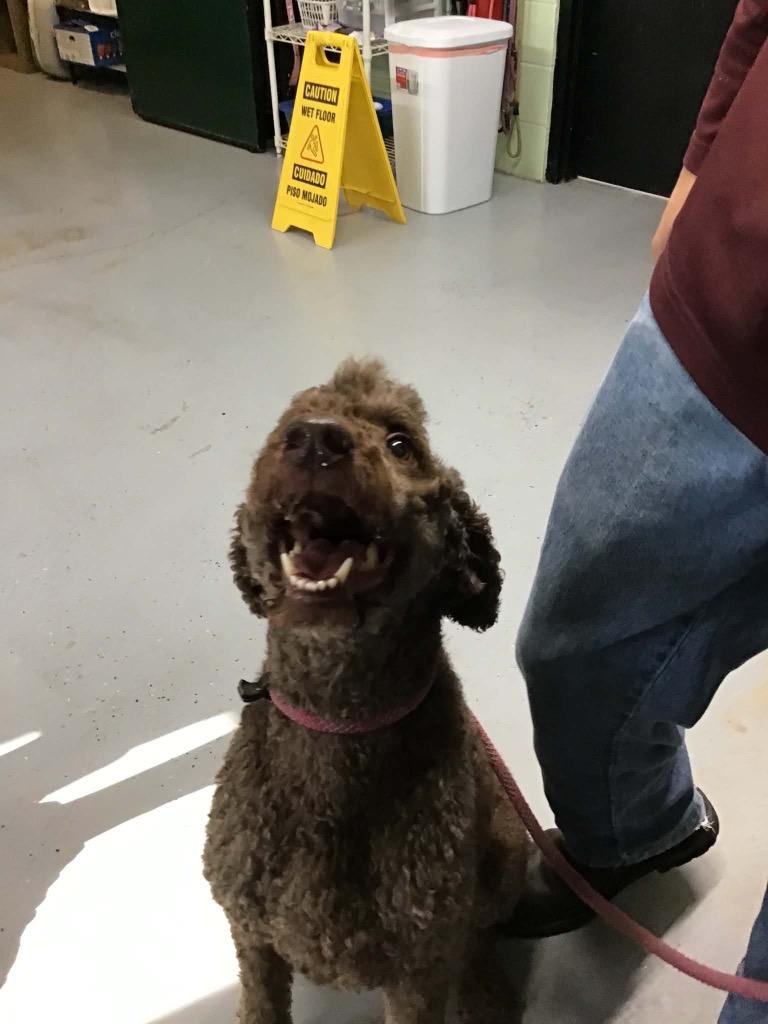 Enlarge Copper, a Adoptable mixed breed in Beebe, AR image 1/1