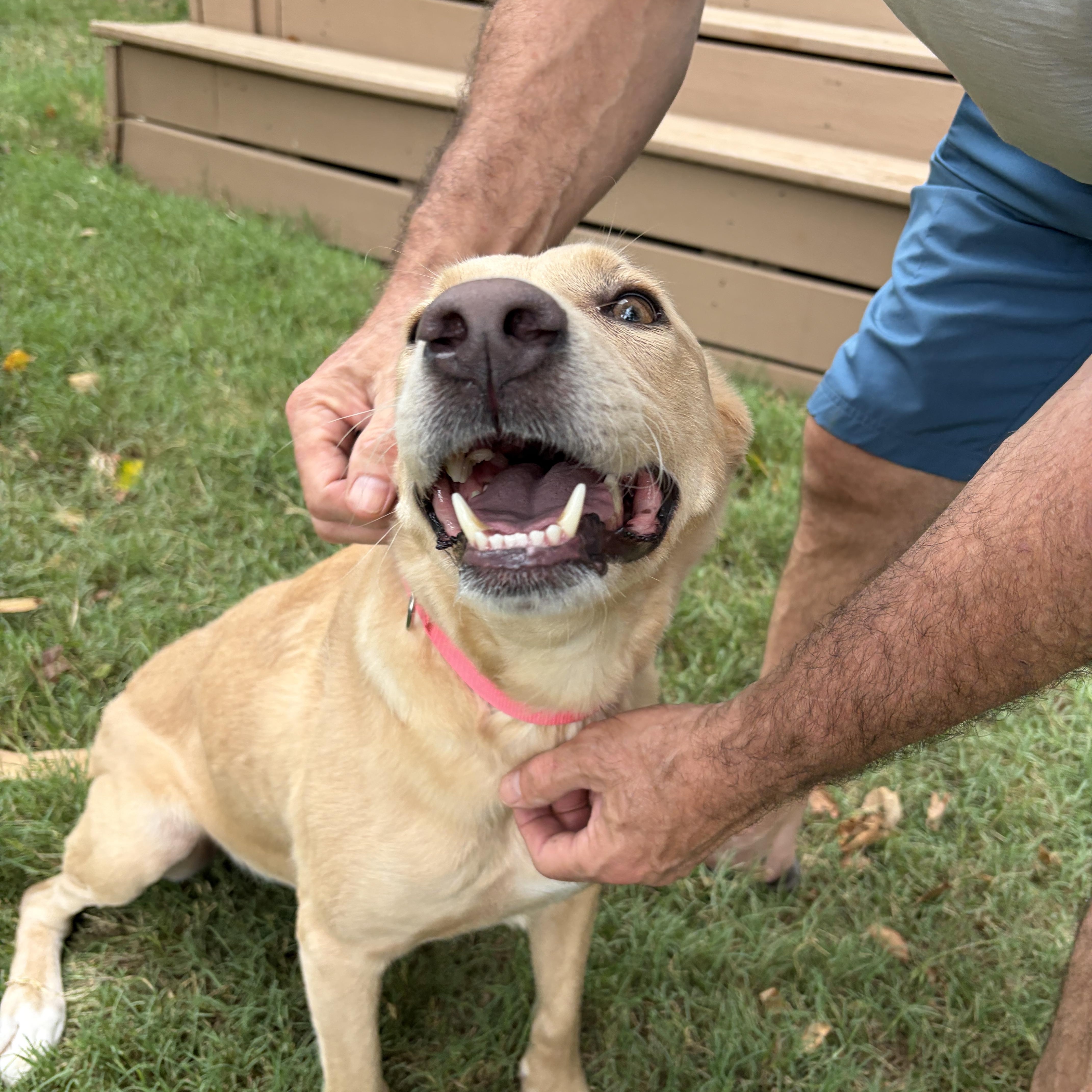 Enlarge Rosie, an adopted mixed breed in Columbus , OH image 5/6