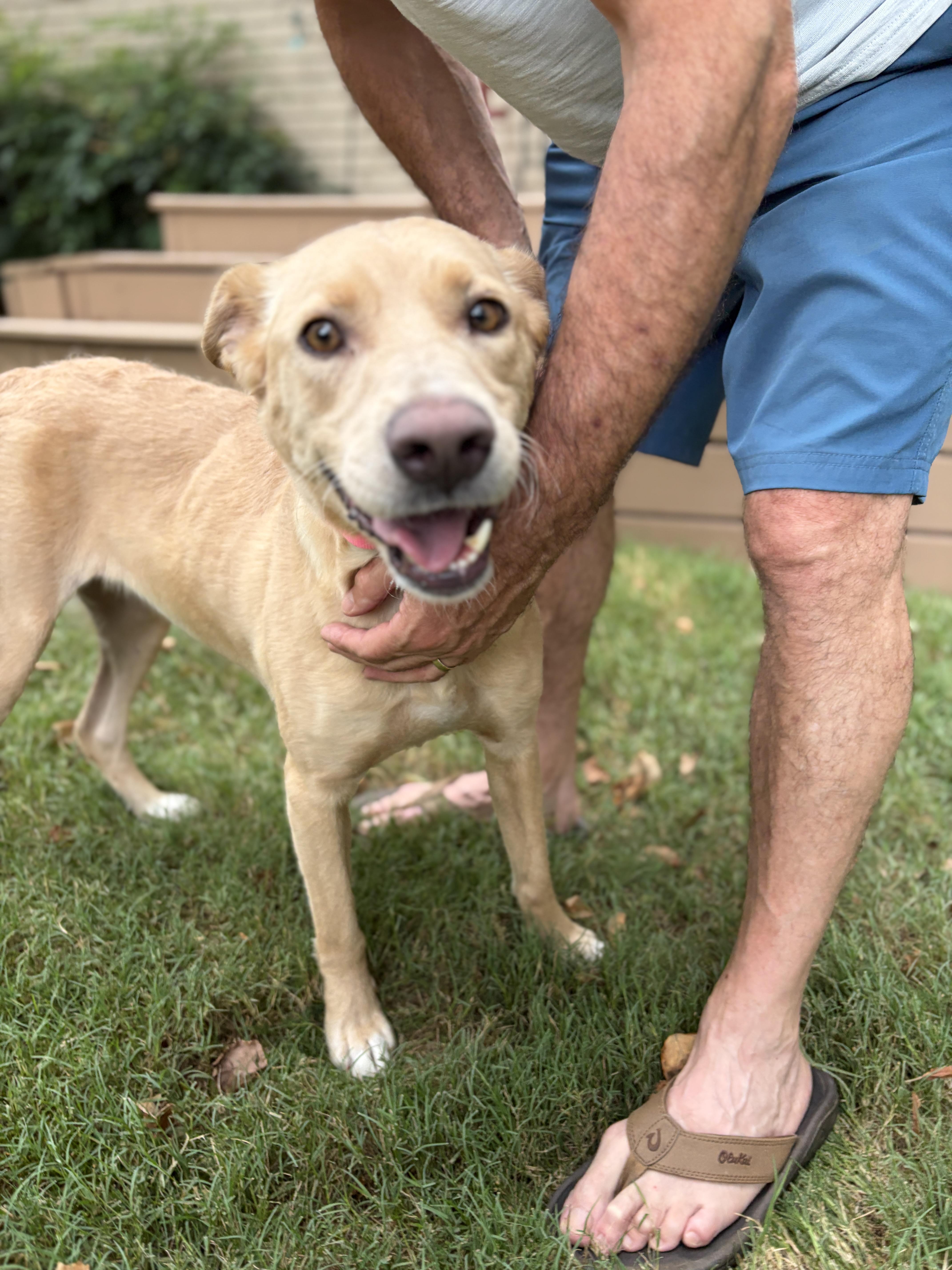 Enlarge Rosie, an adopted mixed breed in Columbus , OH image 6/6