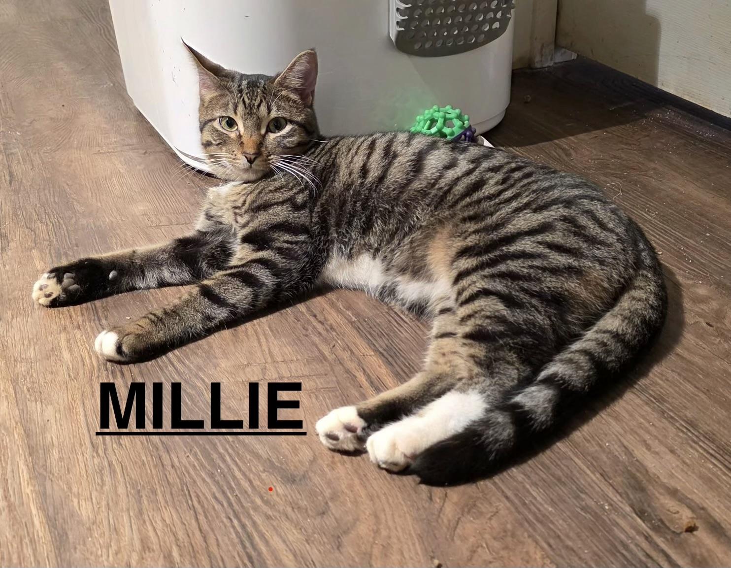 Enlarge Millie, a ADOPTABLE Domestic Short Hair in Easley, SC image 1/1