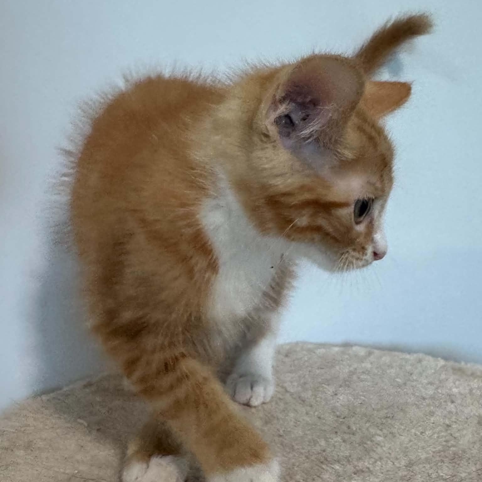 Enlarge Benjamin, a Adoptable American Shorthair in Danbury, CT image 2/3