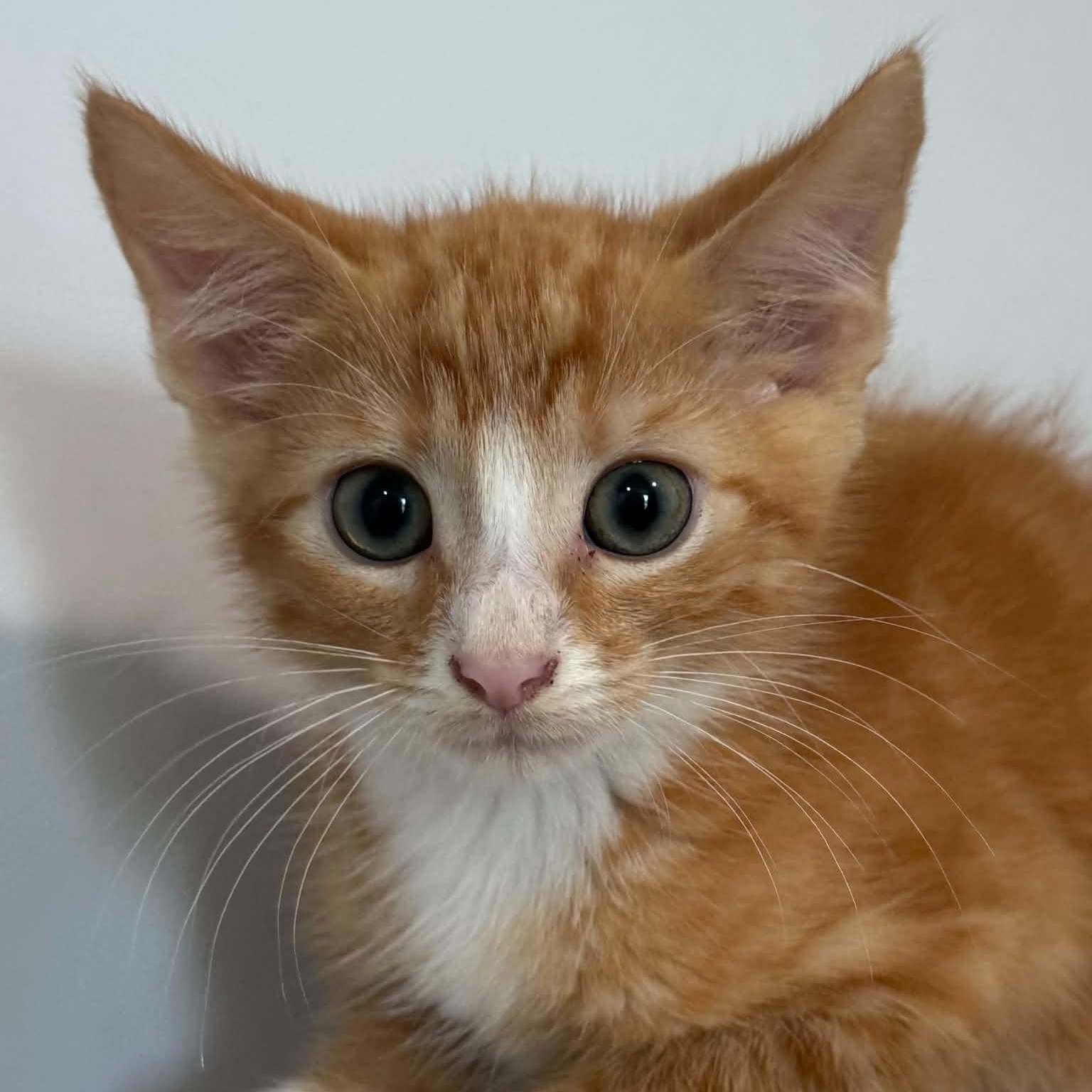 Benjamin, Adoptable, Kitten Male American Shorthair.
