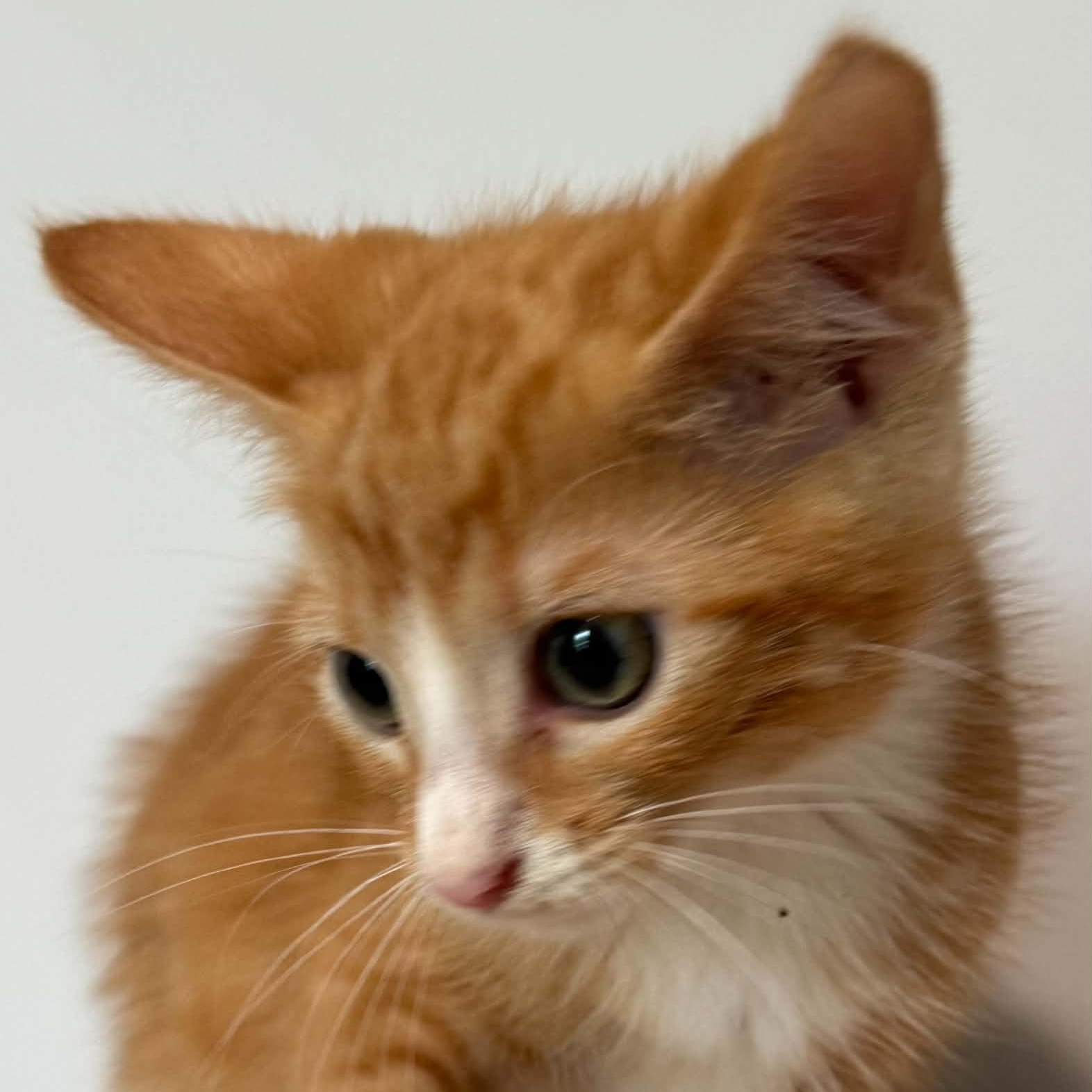 Enlarge Benjamin, a Adoptable American Shorthair in Danbury, CT image 3/3