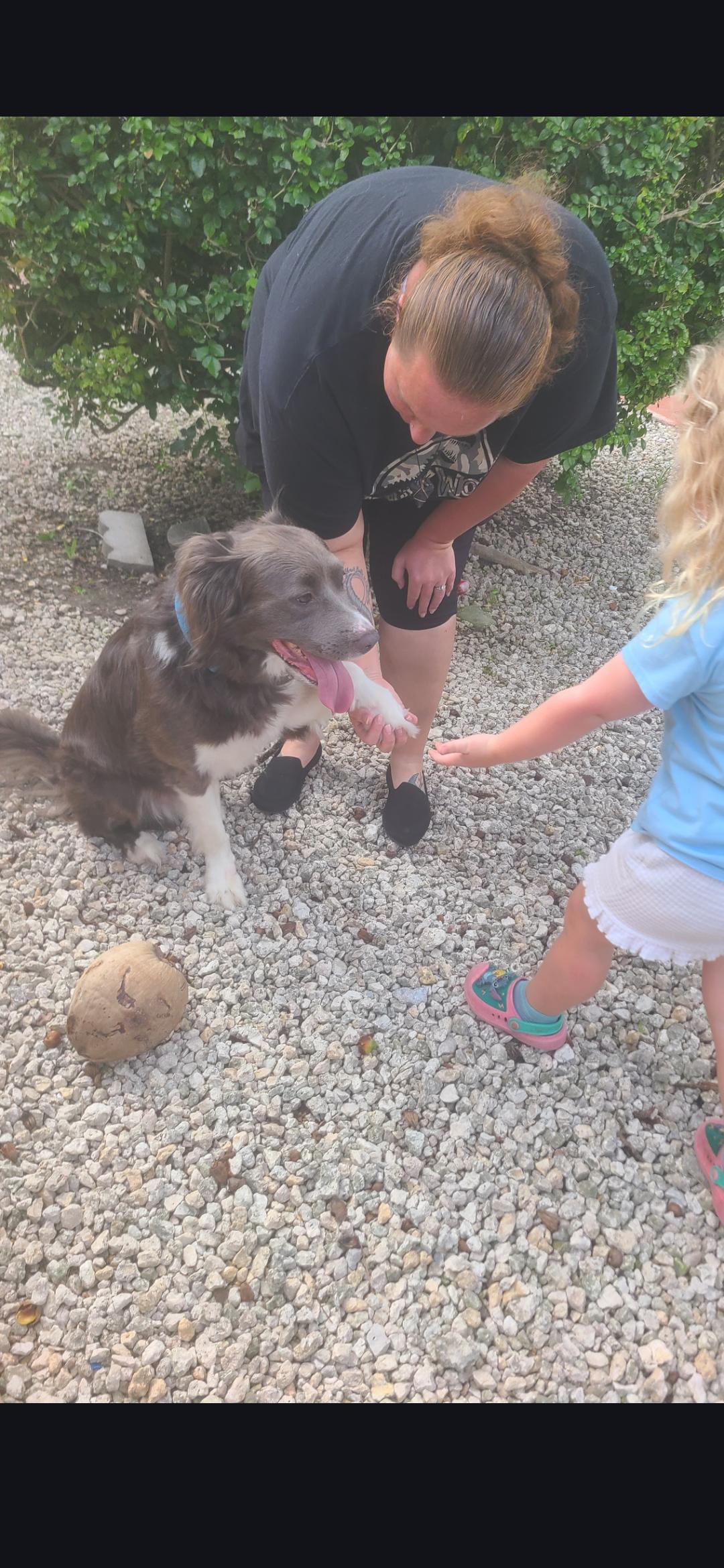 Enlarge Brinx, a Adopted mixed breed in Miami, FL image 2/3