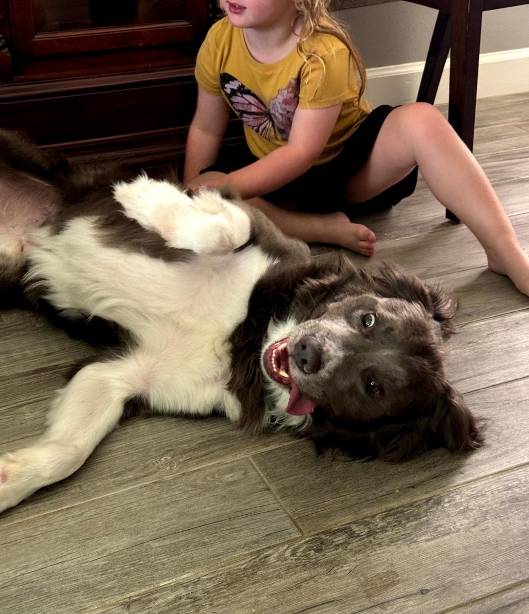 Enlarge Brinx, a Adopted mixed breed in Miami, FL image 3/3