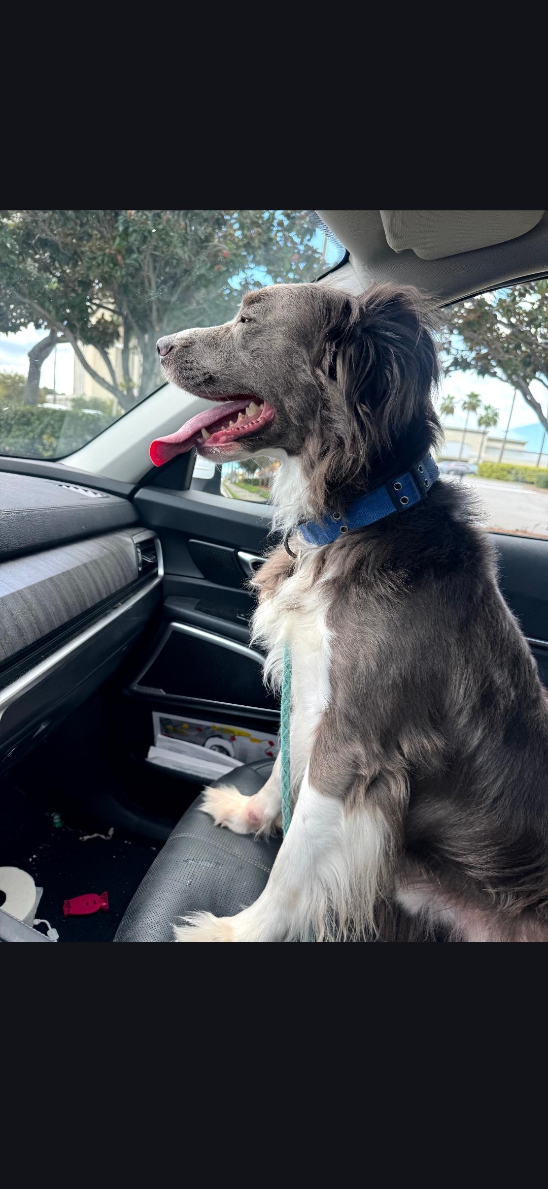 Enlarge Brinx, a Adopted mixed breed in Miami, FL image 1/3