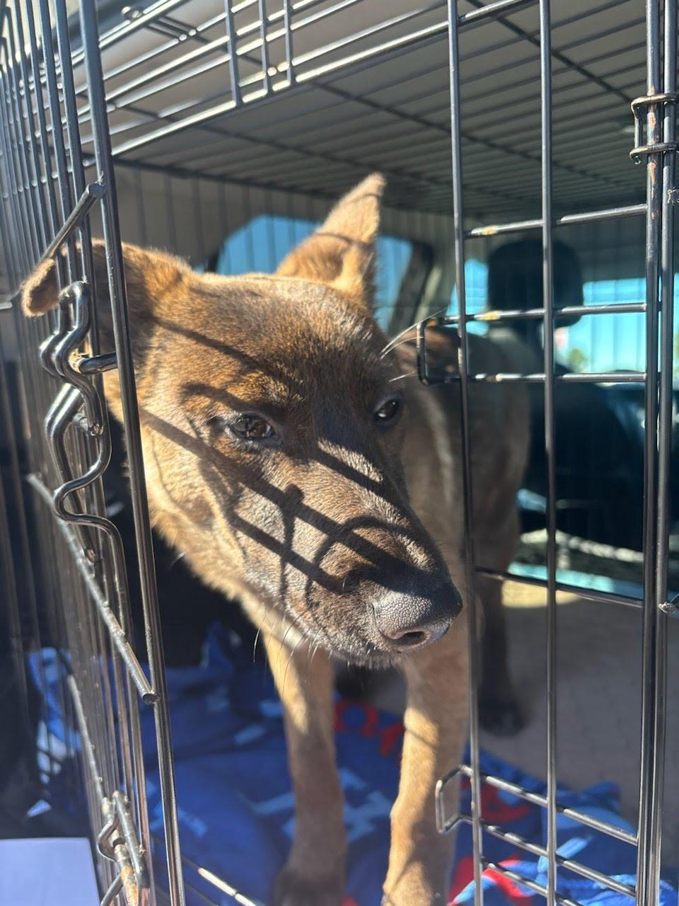 Ms. Marvel, a ADOPTABLE mixed breed in Duxbury, MA image 1/4