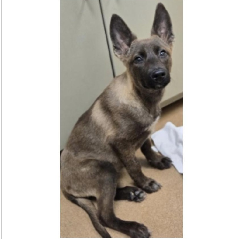 Ms. Marvel, a ADOPTABLE mixed breed in Duxbury, MA image 2/4