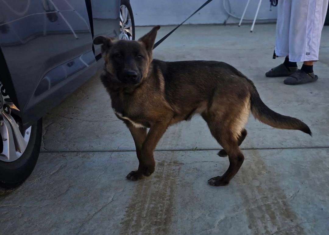 Ms. Marvel, a ADOPTABLE mixed breed in Duxbury, MA image 3/4