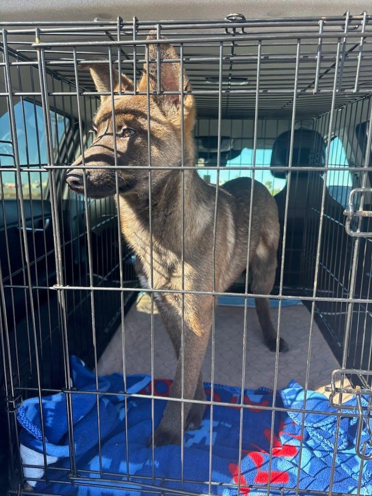 Ms. Marvel, a ADOPTABLE mixed breed in Duxbury, MA image 4/4