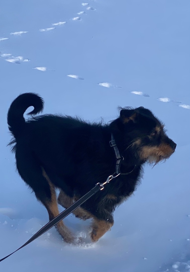 Woodson, Adult Male Mixed Breed