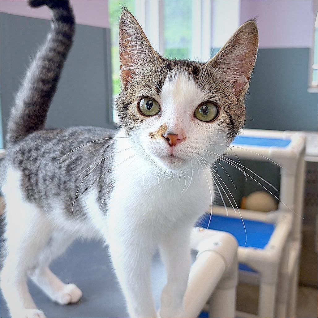 Ms. Captain Toot, a Adoptable Domestic Short Hair in Hannibal, MO image 1/5
