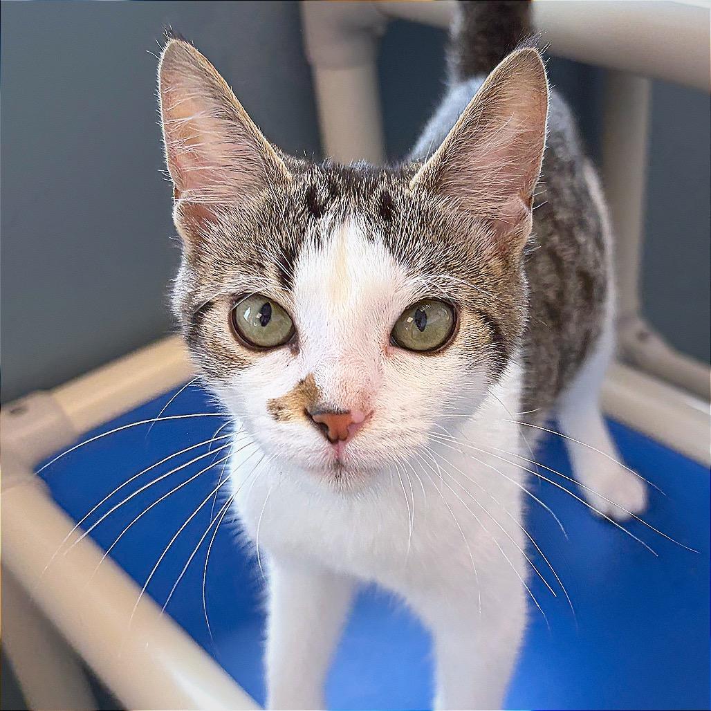 Ms. Captain Toot, a Adoptable Domestic Short Hair in Hannibal, MO image 2/5
