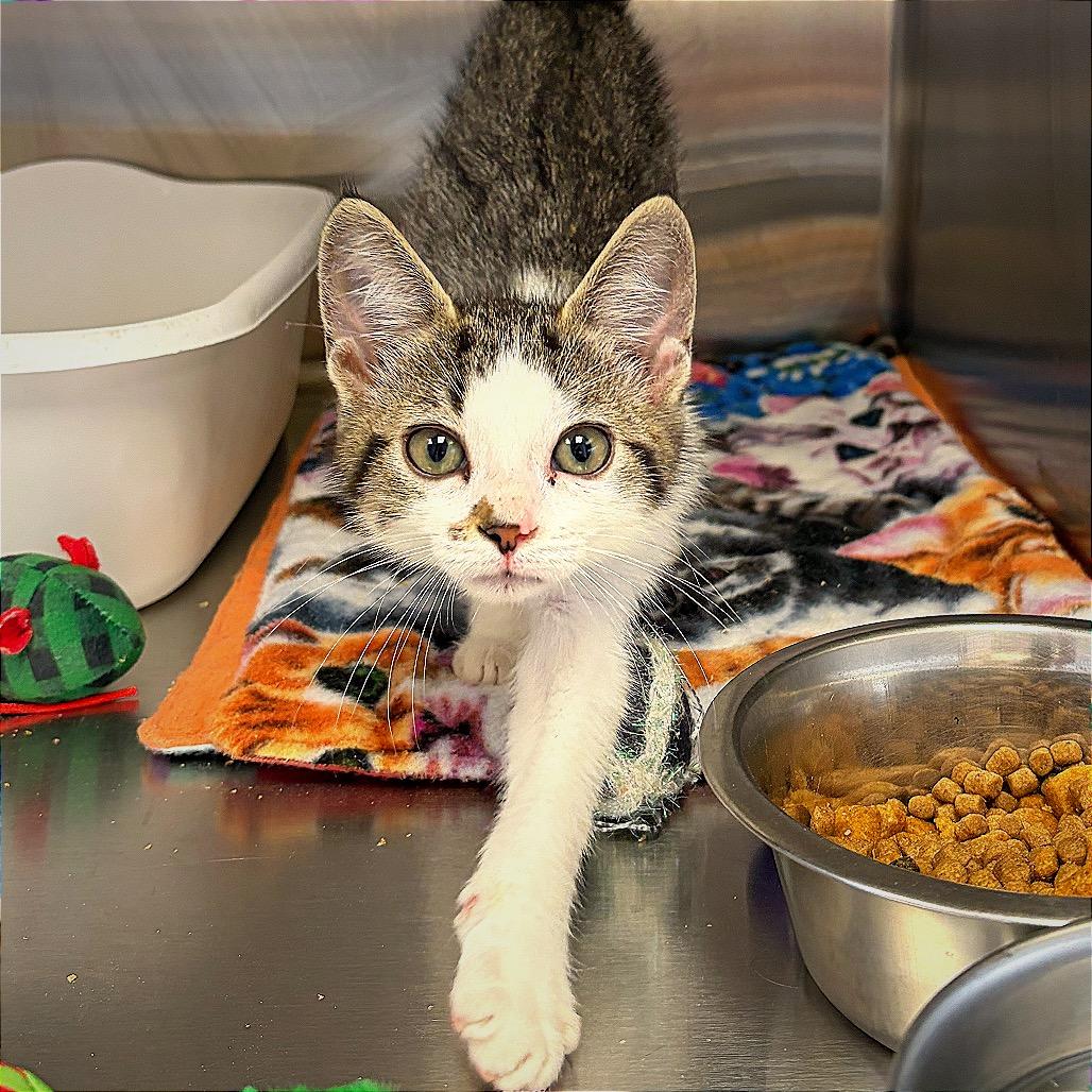 Ms. Captain Toot, a Adoptable Domestic Short Hair in Hannibal, MO image 3/5