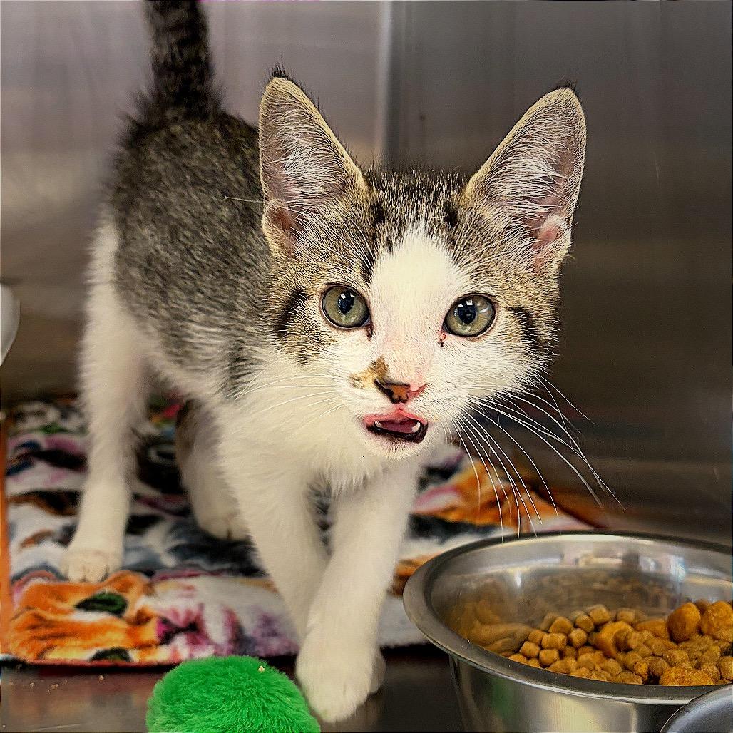 Ms. Captain Toot, a Adoptable Domestic Short Hair in Hannibal, MO image 4/5