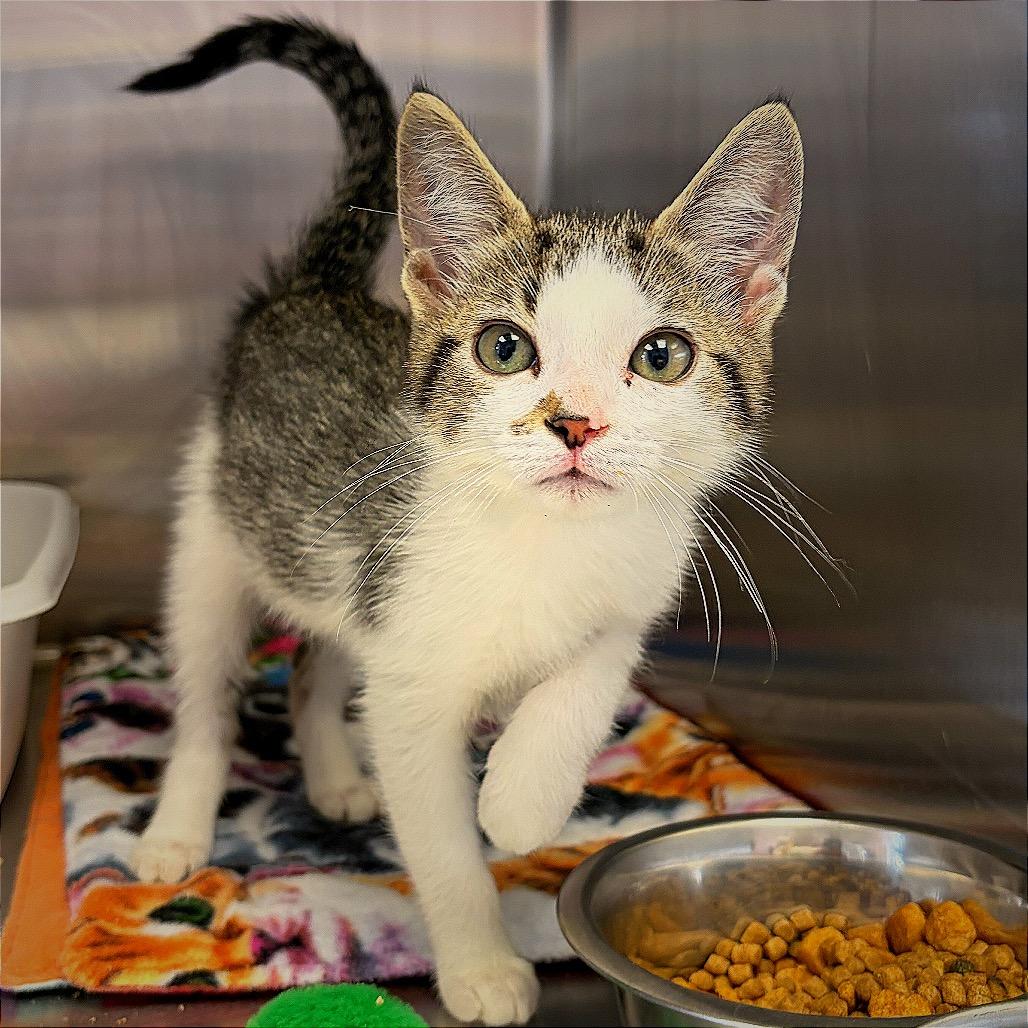 Ms. Captain Toot, a Adoptable Domestic Short Hair in Hannibal, MO image 5/5