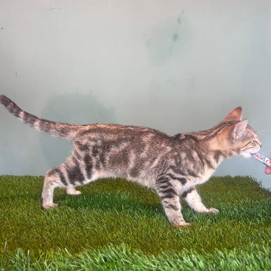 Enlarge Kakashi, a Adoptable mixed breed in Tijuana, BCN image 5/6