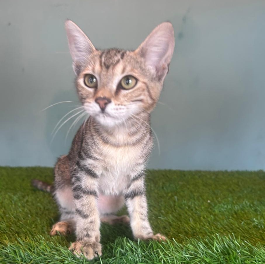 Enlarge Kakashi, a Adoptable mixed breed in Tijuana, BCN image 6/6