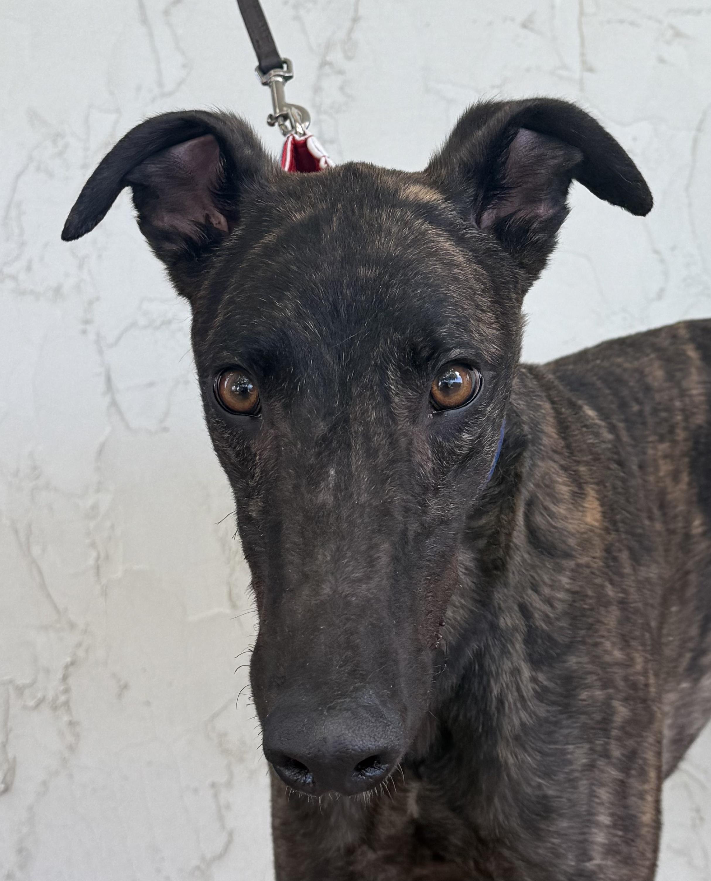 Piston, ADOPTABLE, Adult Male Greyhound.