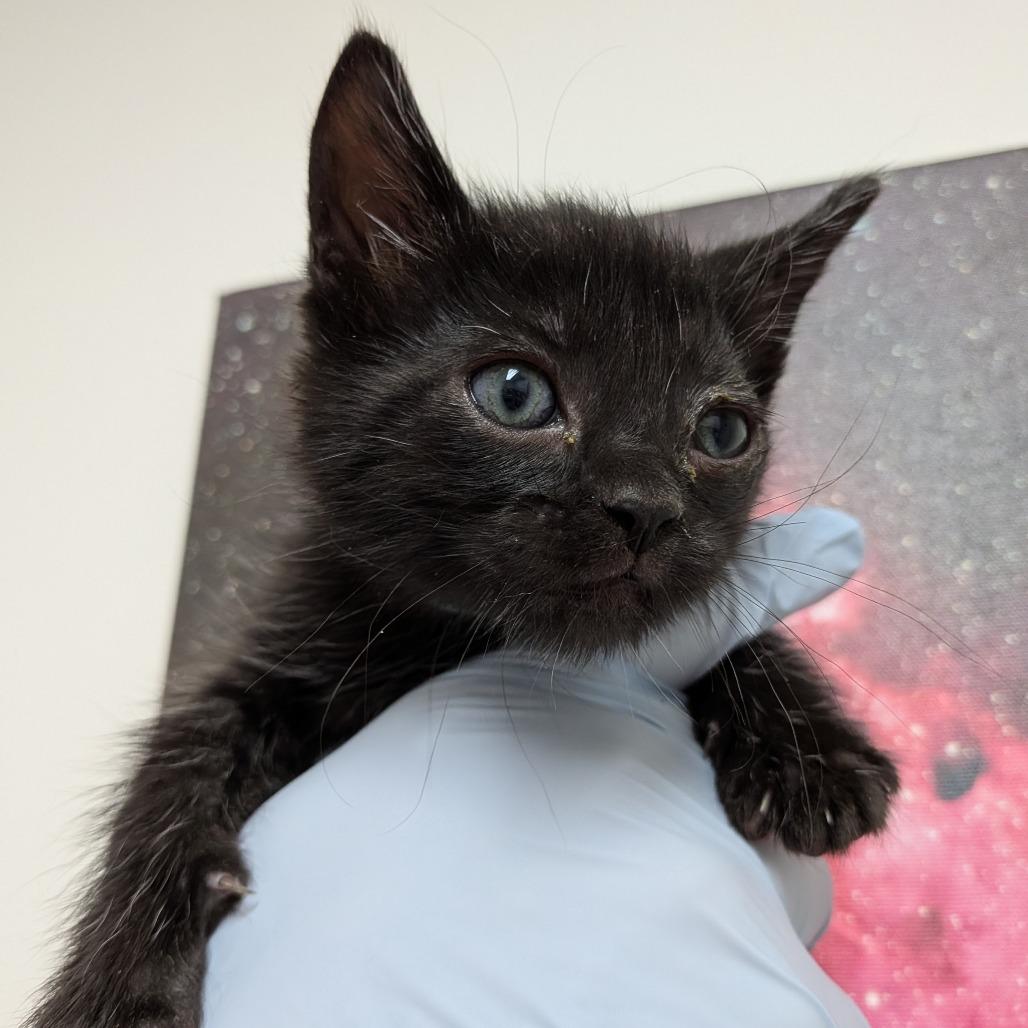 Enlarge Azula, a Adoptable Domestic Short Hair in Long Beach, CA image 1/2