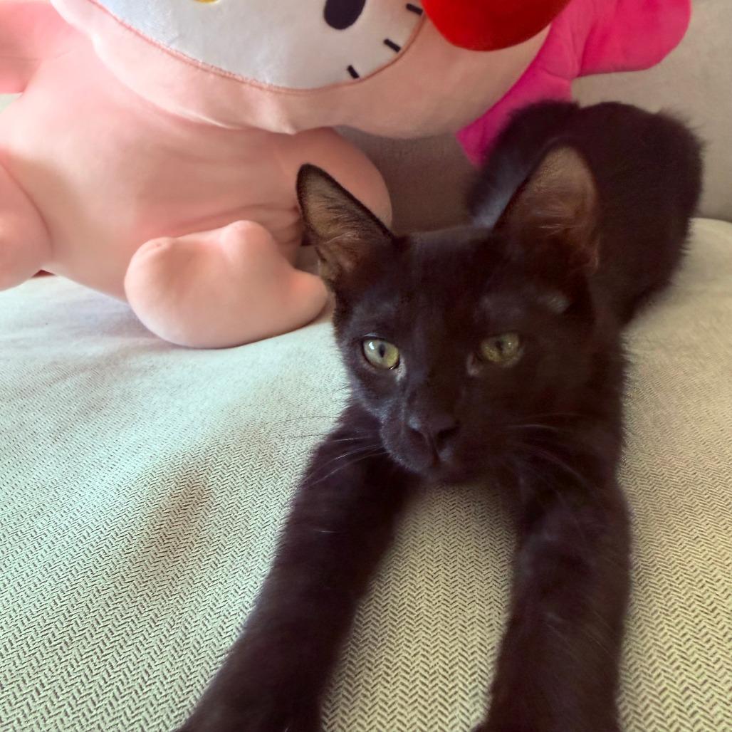 Enlarge Azula, a Adoptable Domestic Short Hair in Long Beach, CA image 2/2