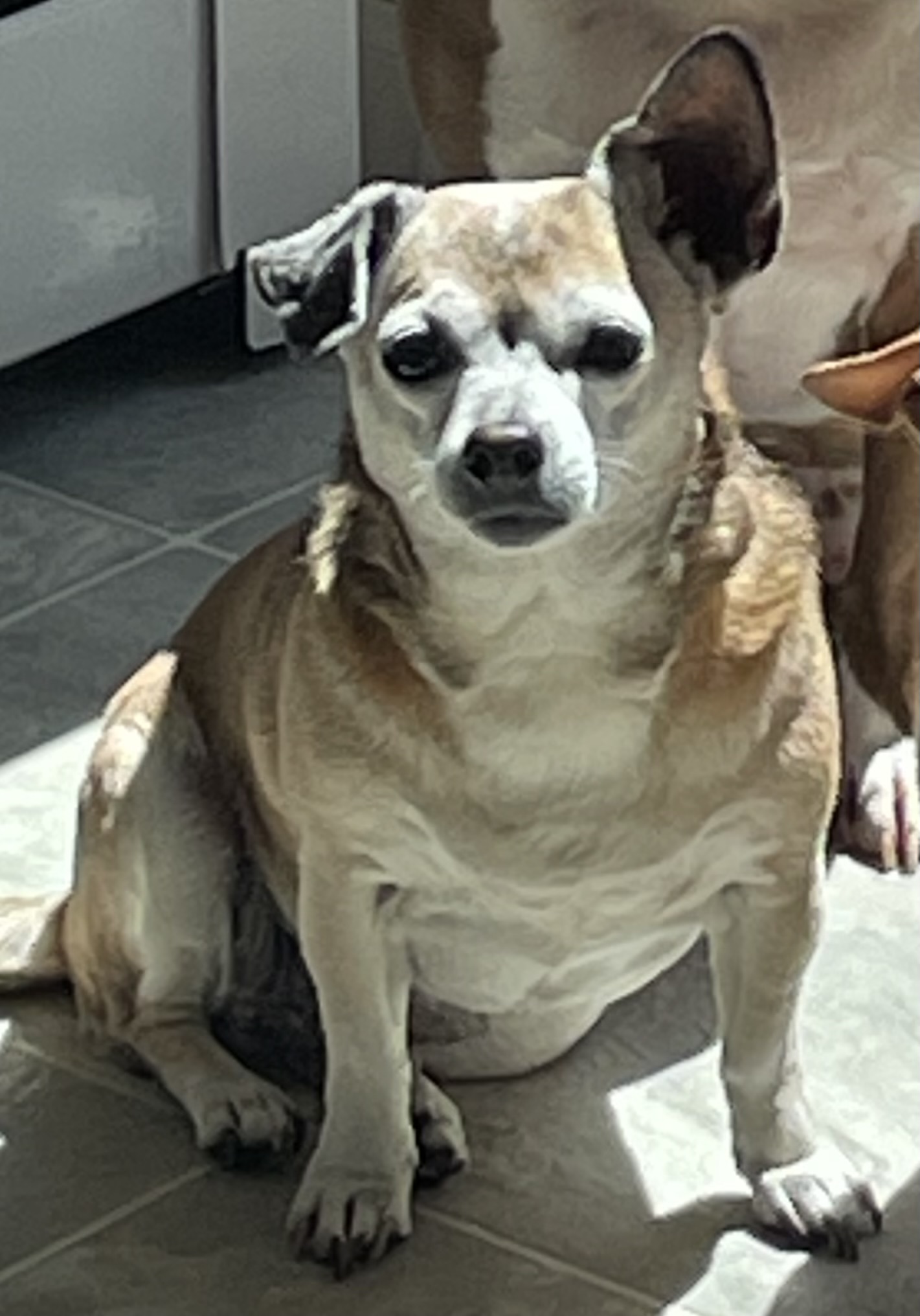 Lynda, a Adopted Chihuahua in Sandown, NH image 2/3