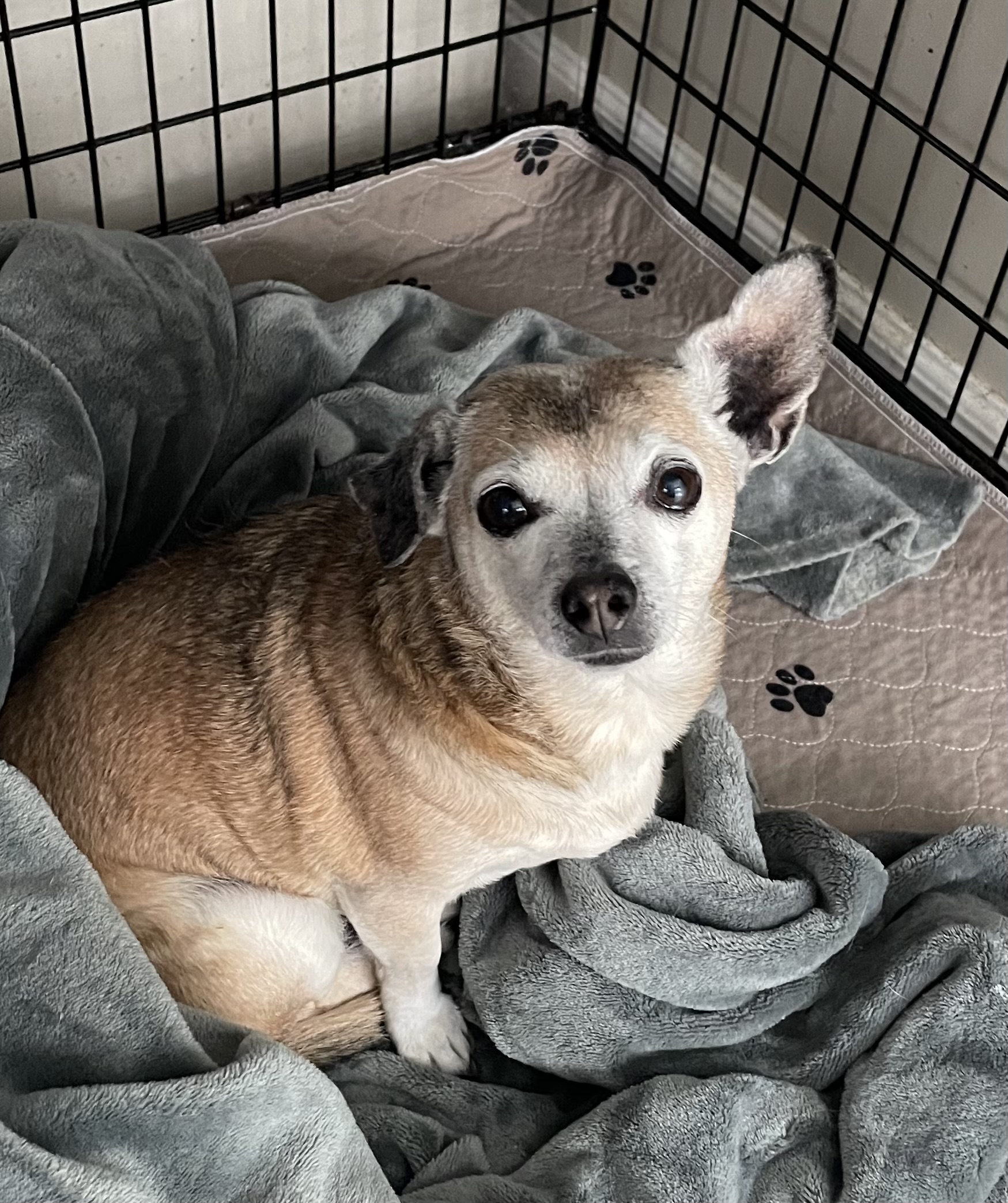 Lynda, a Adopted Chihuahua in Sandown, NH image 1/3