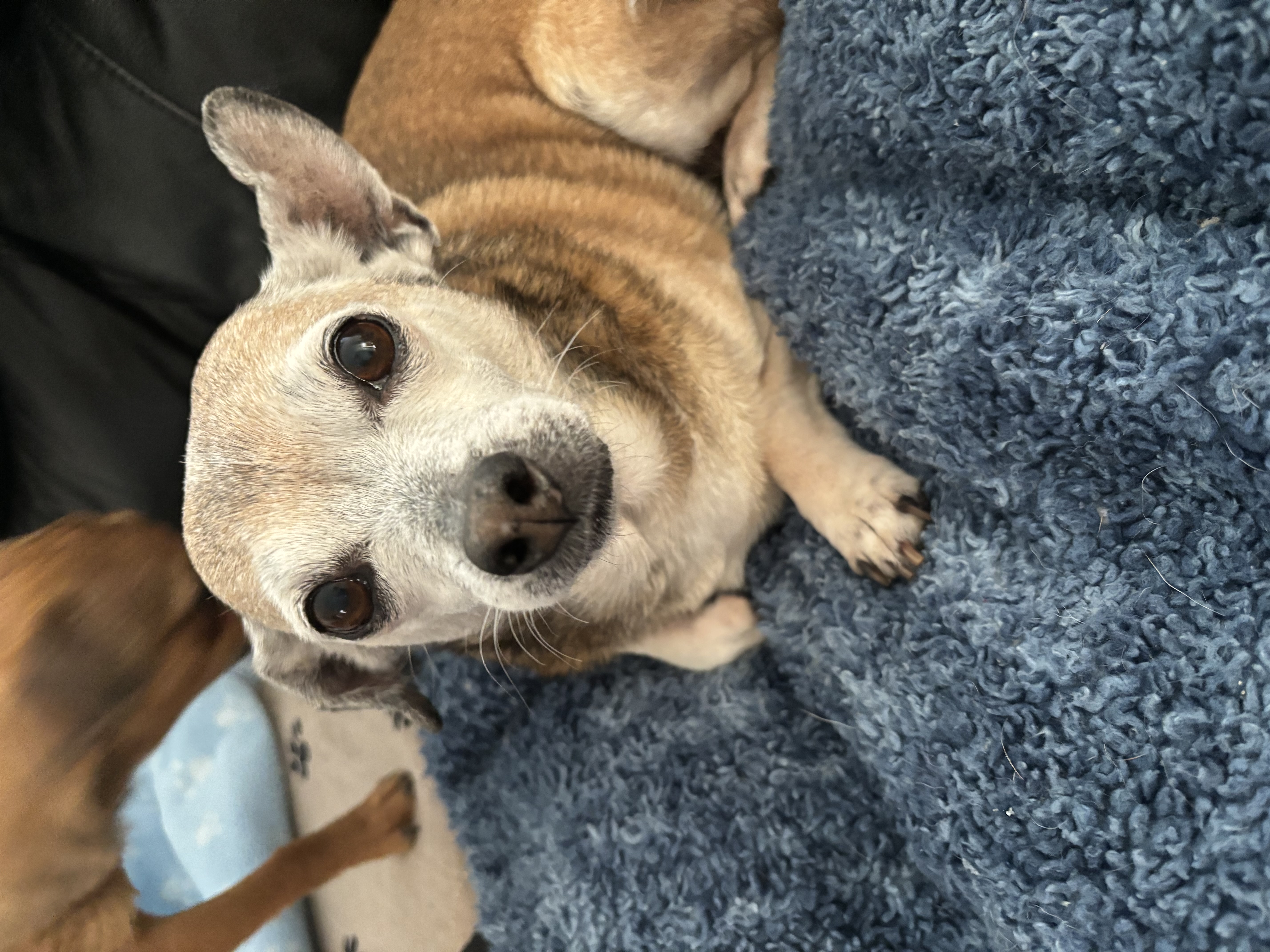 Lynda, a Adopted Chihuahua in Sandown, NH image 3/3