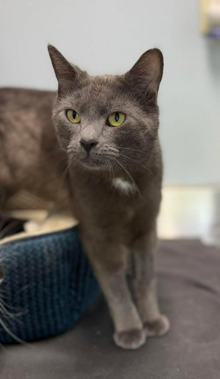 Enlarge Butter, a ADOPTABLE mixed breed in Keswick, ON image 1/1