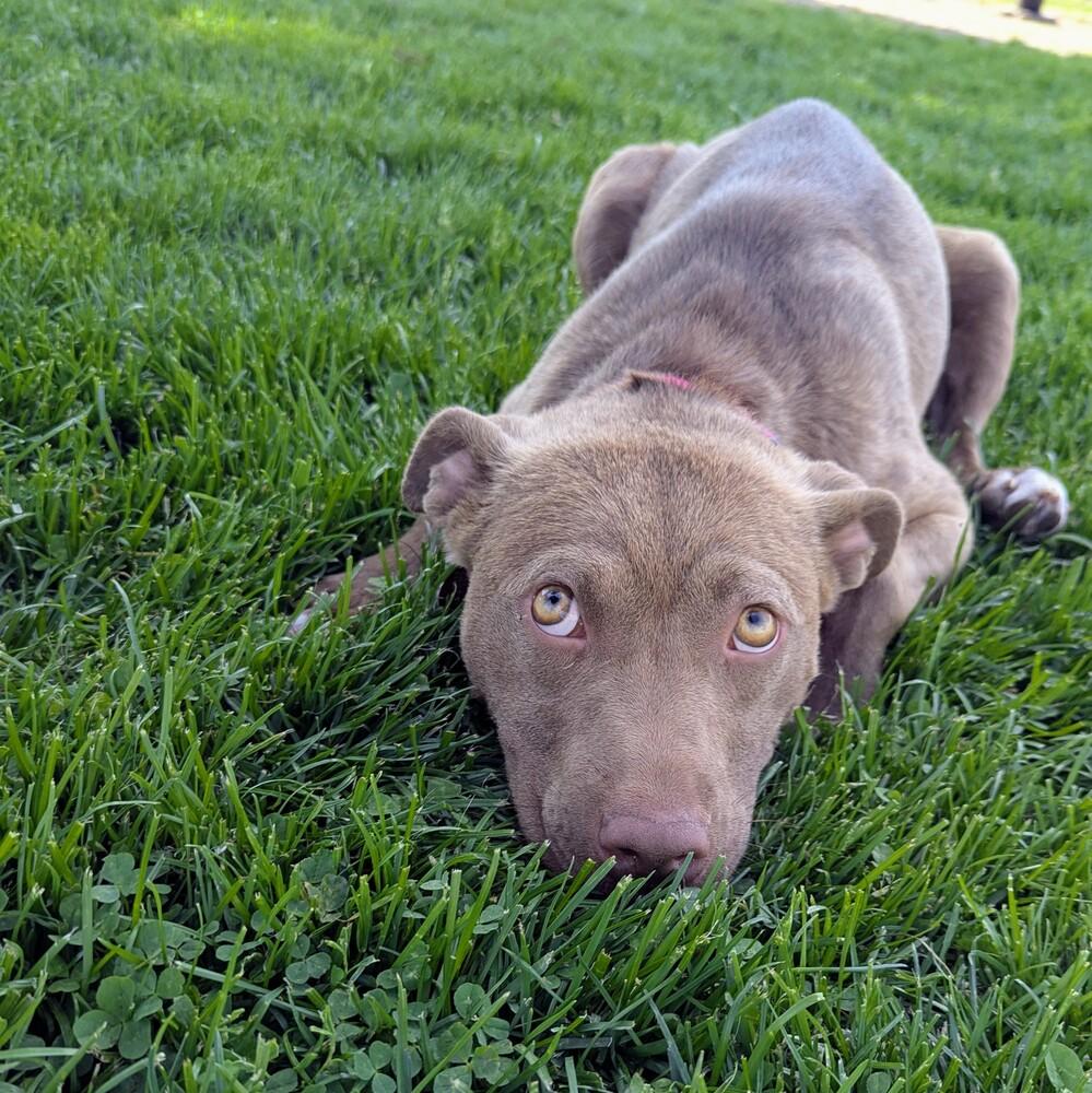 Potato, a Adoptable mixed breed in Grand Rapids, MI image 1/4