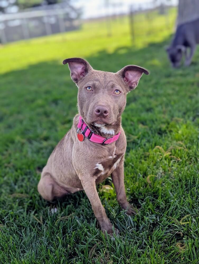 Potato, a Adoptable mixed breed in Grand Rapids, MI image 2/4