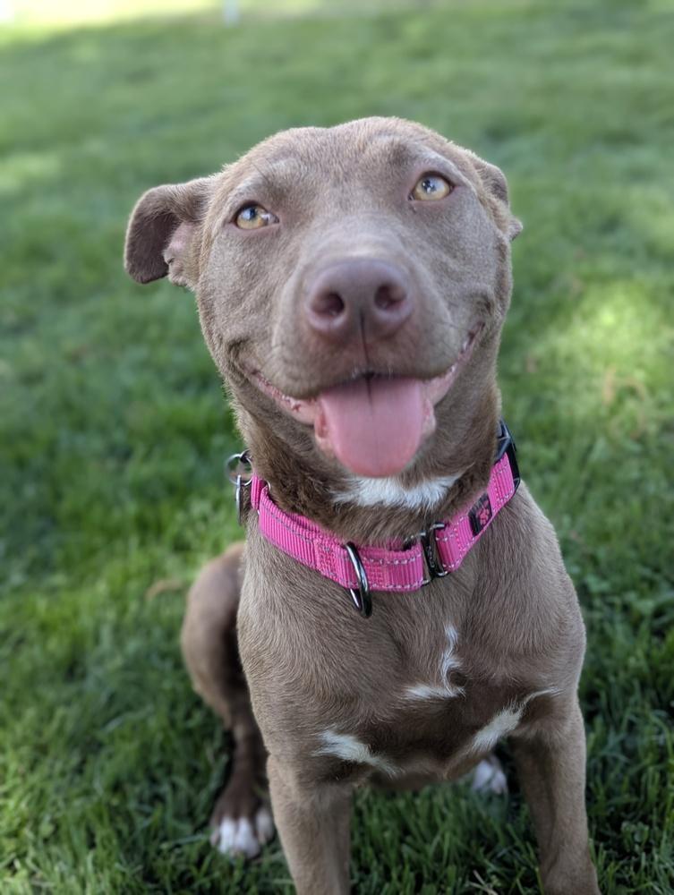 Potato, a Adoptable mixed breed in Grand Rapids, MI image 3/4