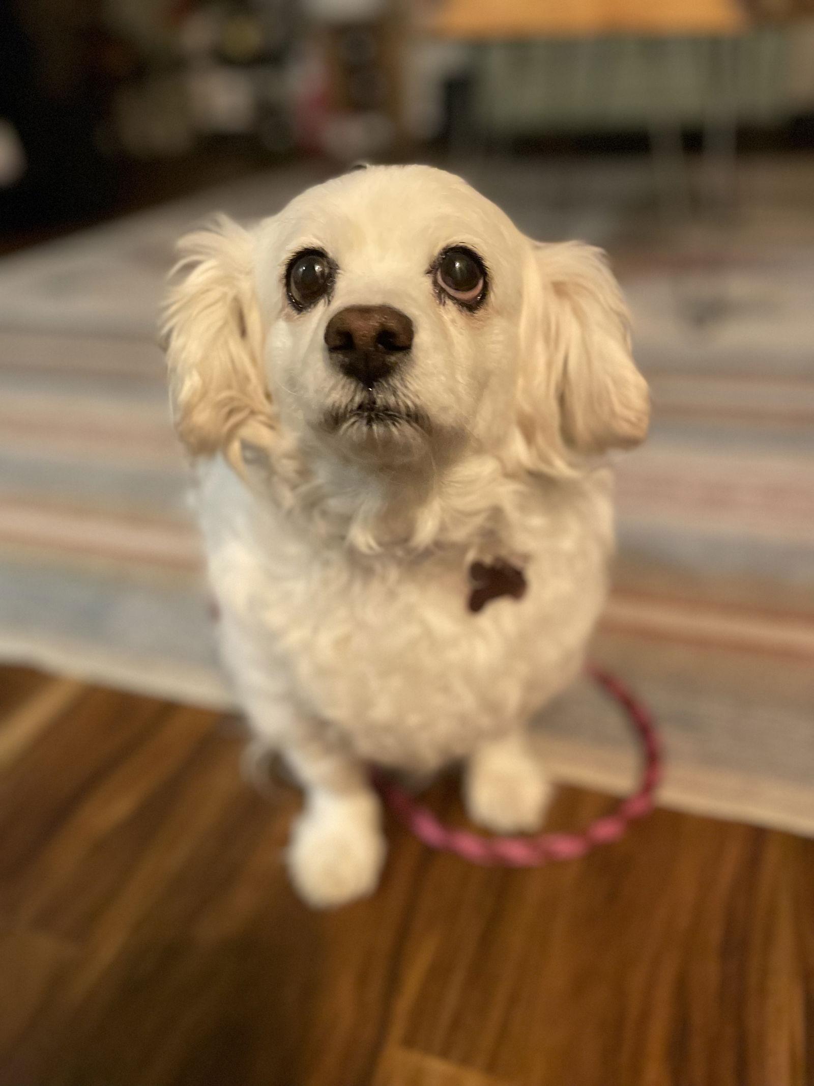 Ellie Belly, Adopted, Adult Female Dachshund.