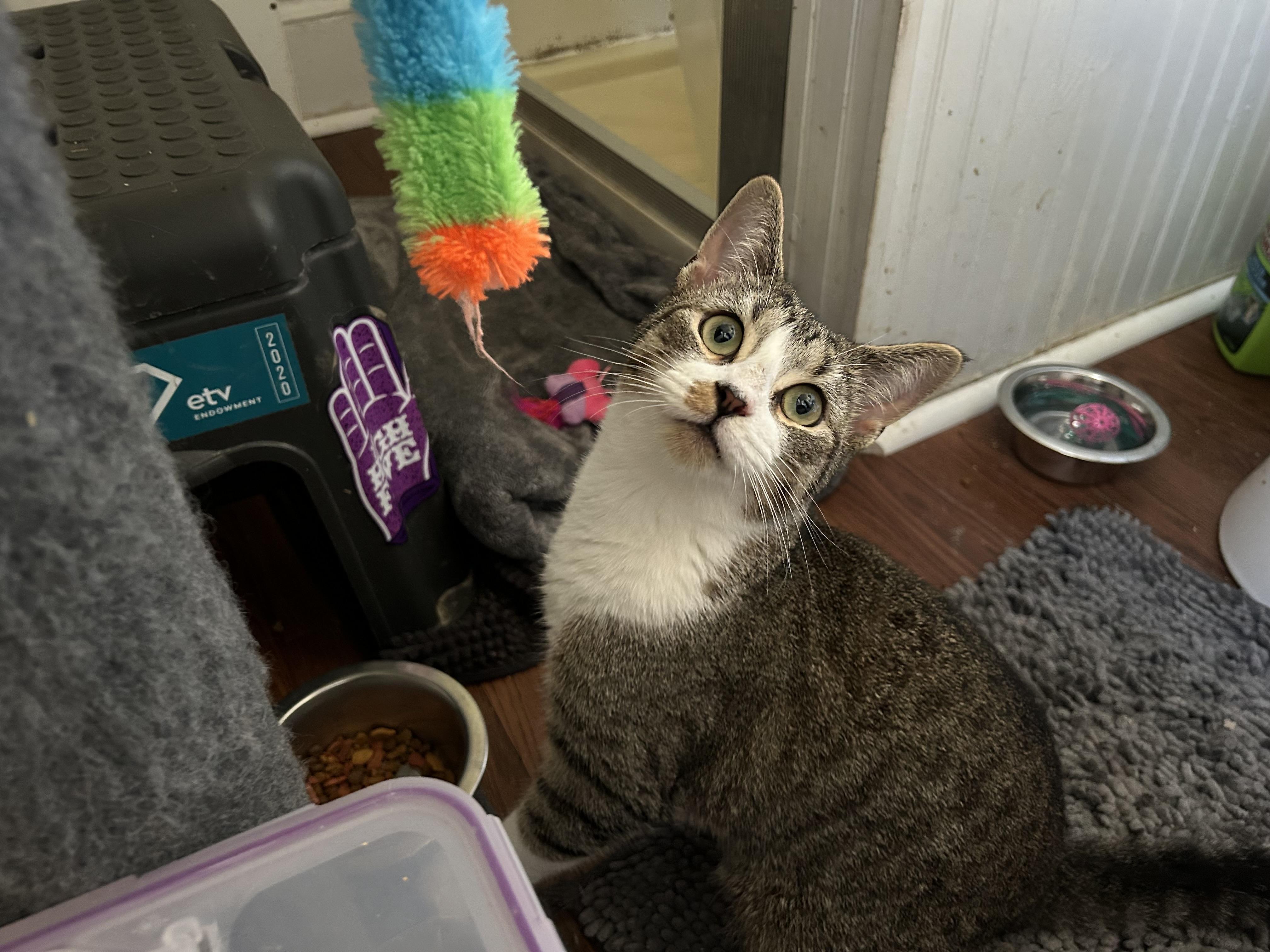 Dillon — thumbnail 3