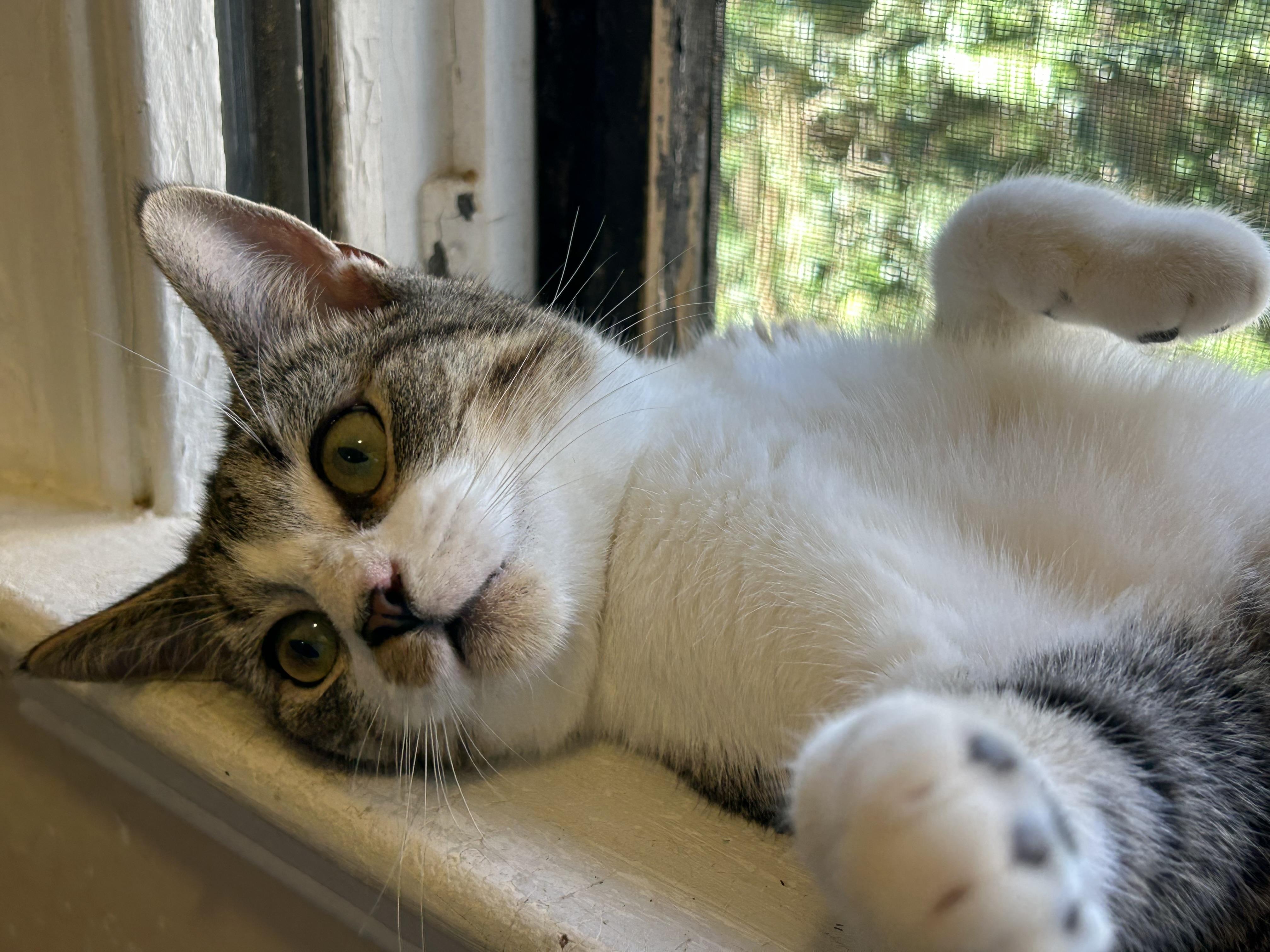 Dillon — thumbnail 4