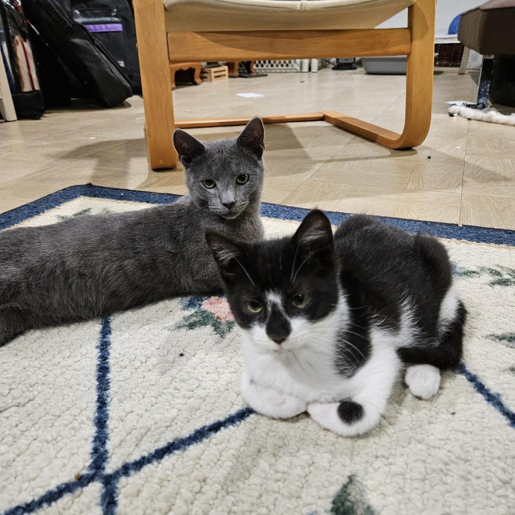 Enlarge Goose, a Adoptable Domestic Short Hair in Jarrettsville, MD image 1/6