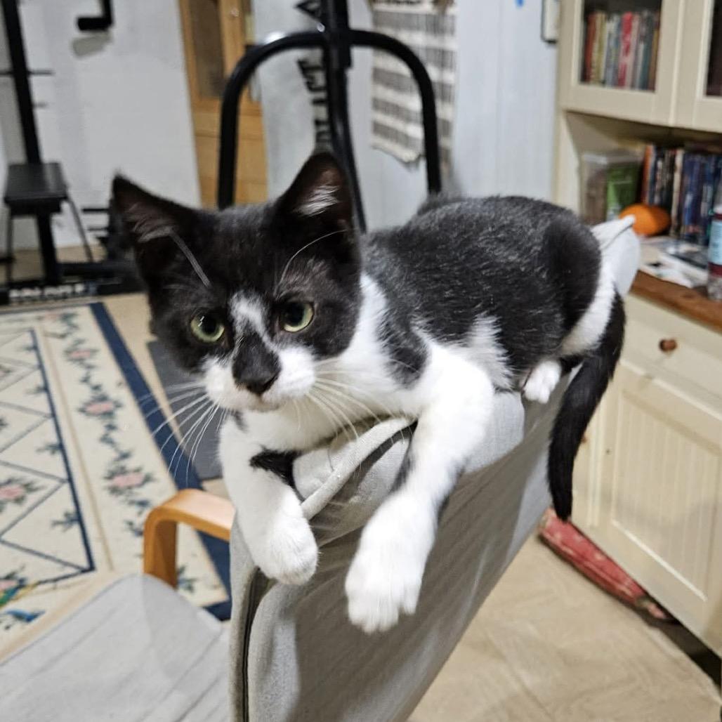 Enlarge Goose, a Adoptable Domestic Short Hair in Jarrettsville, MD image 2/6