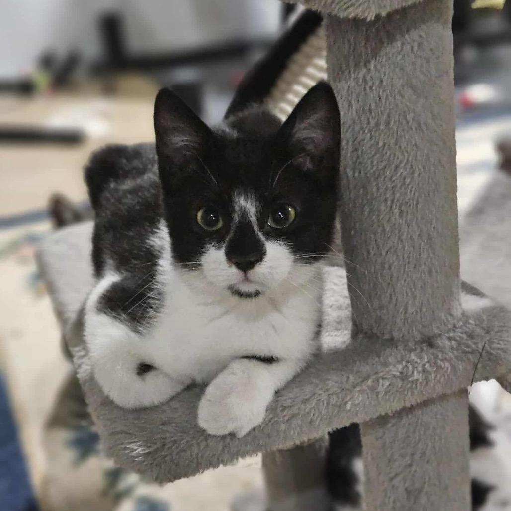 Enlarge Goose, a Adoptable Domestic Short Hair in Jarrettsville, MD image 3/6