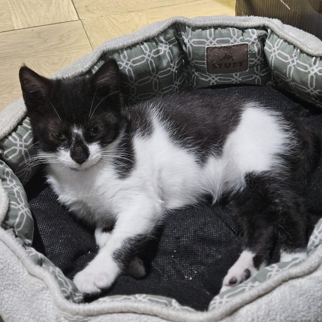 Enlarge Goose, a Adoptable Domestic Short Hair in Jarrettsville, MD image 4/6