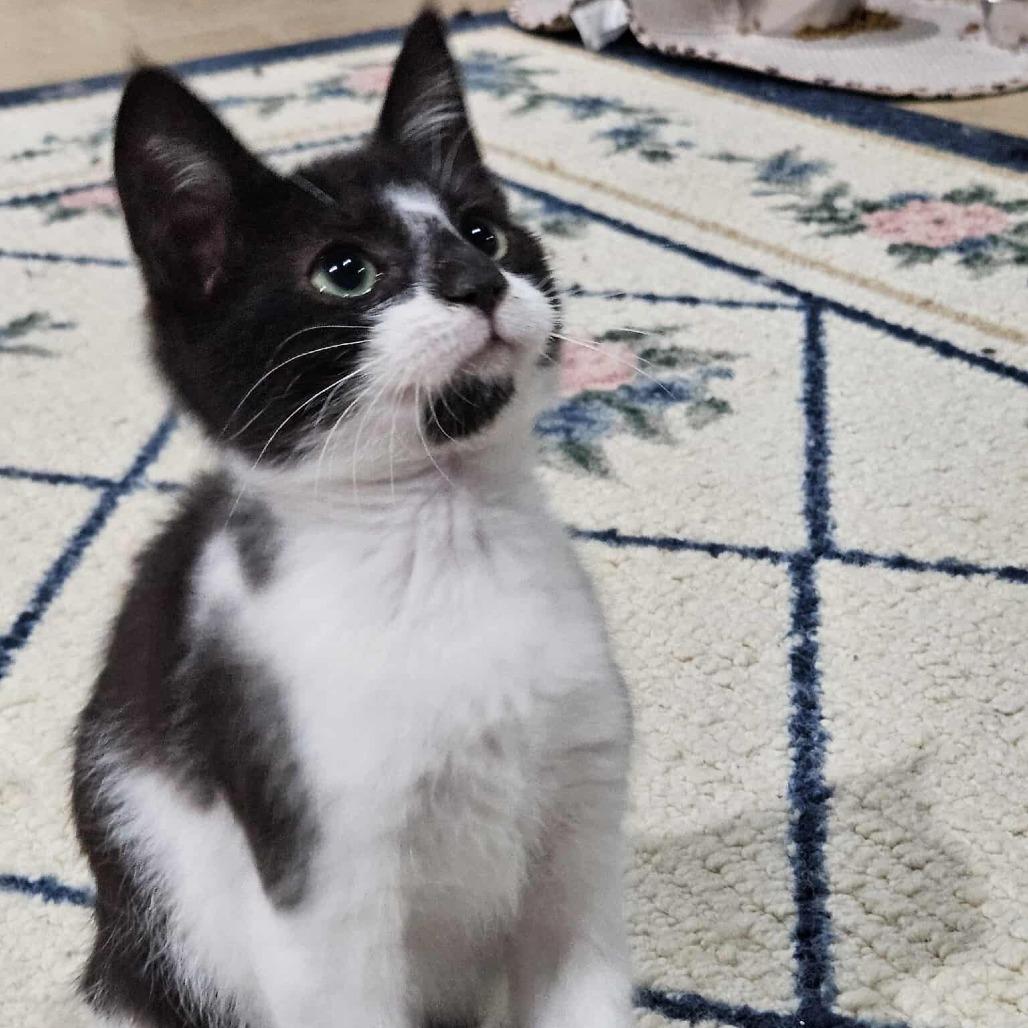 Enlarge Goose, a Adoptable Domestic Short Hair in Jarrettsville, MD image 5/6