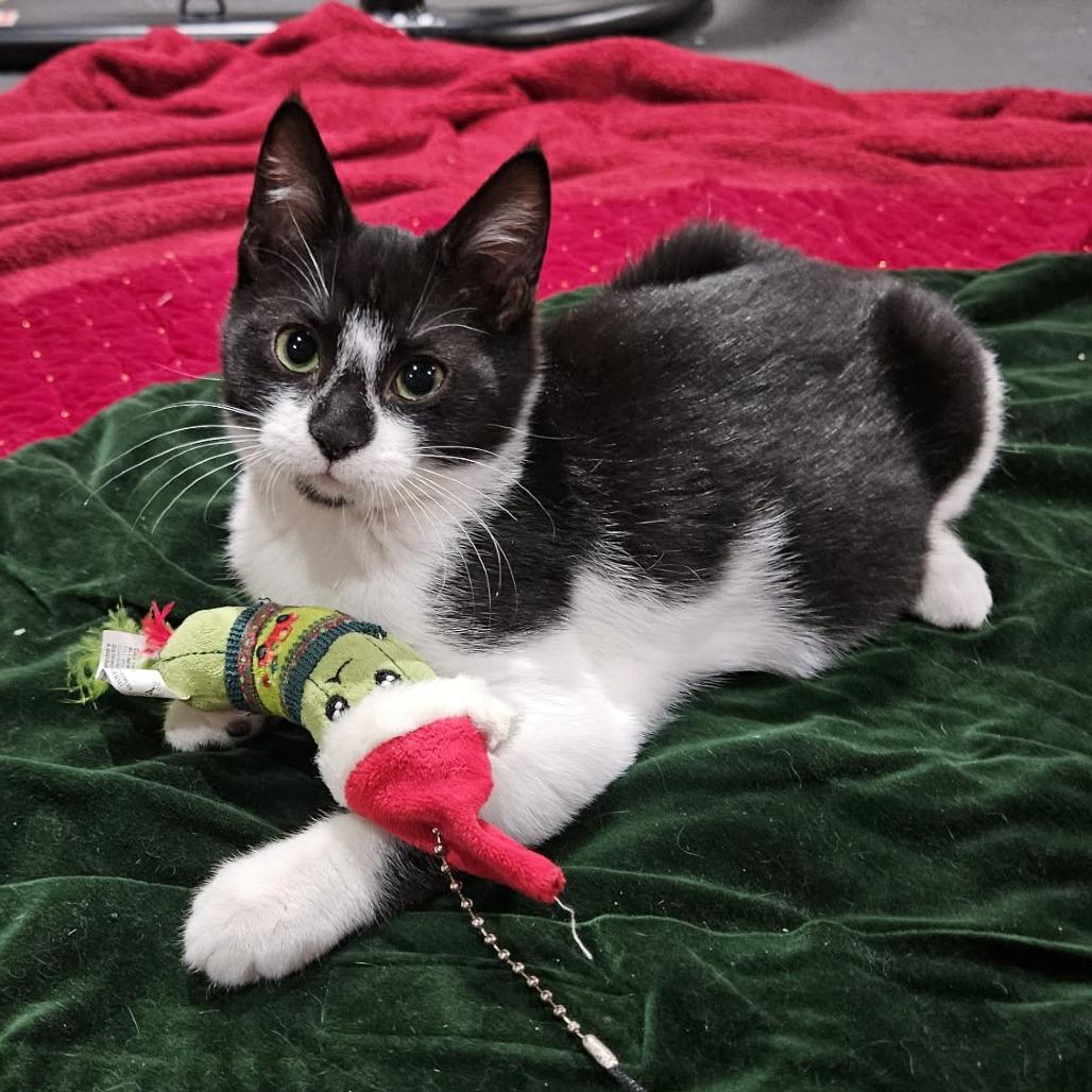 Enlarge Goose, a Adoptable Domestic Short Hair in Jarrettsville, MD image 6/6