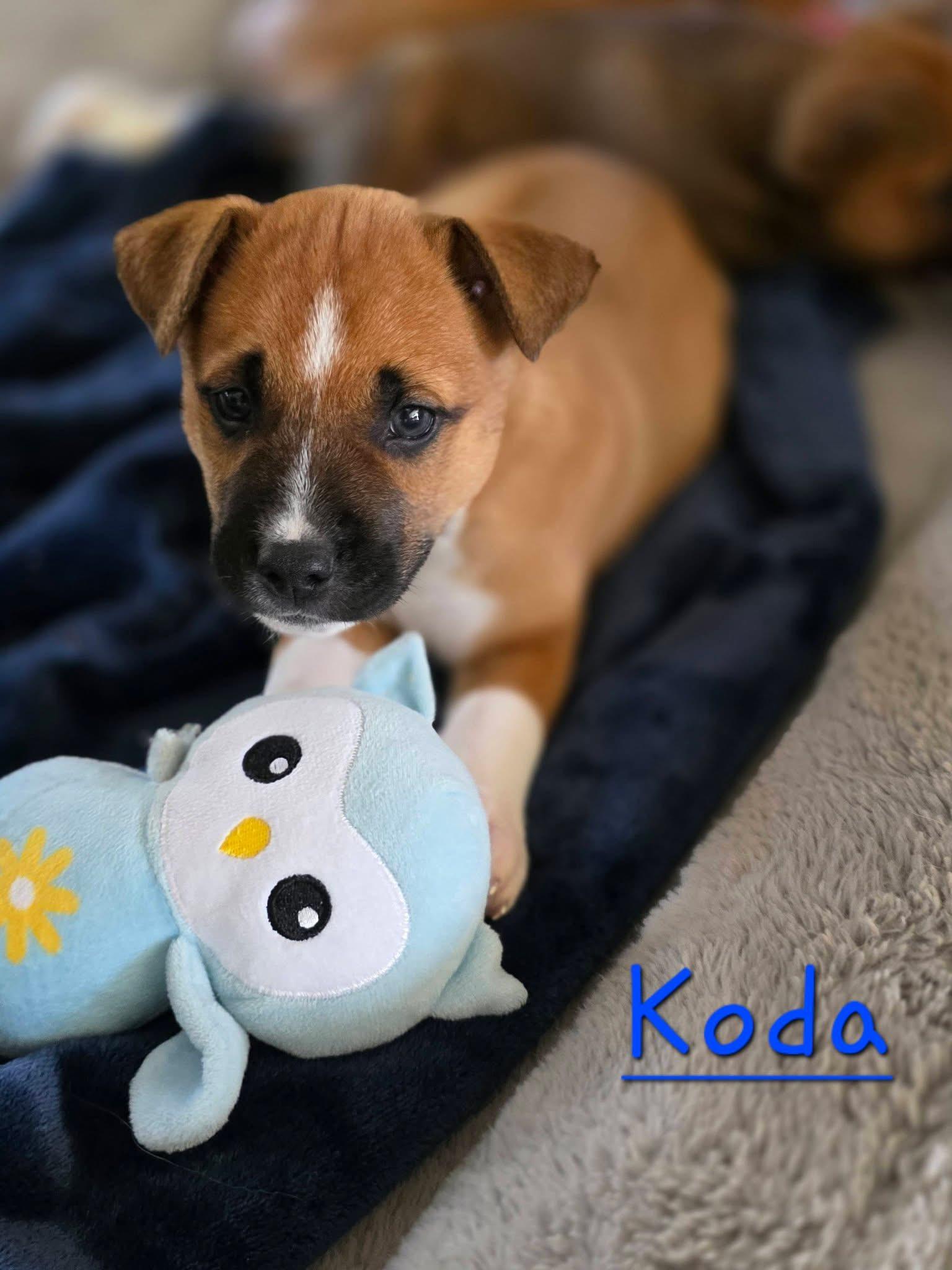 Koda, Adoptable, Puppy Male Black Mouth Cur.