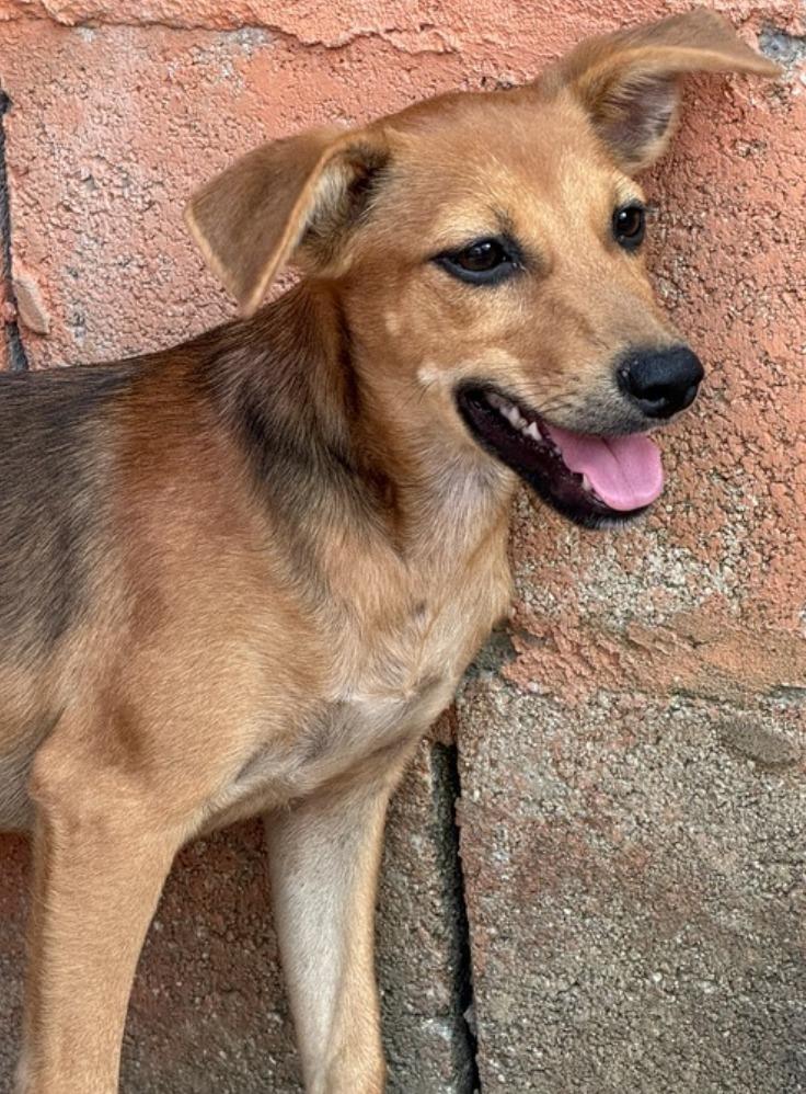 What is Foster to Adopt Dog: A Heartwarming Journey
