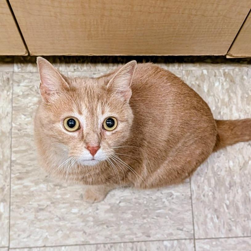 Fiesta, a Adoptable Domestic Short Hair in Toms Brook, VA image 2/2