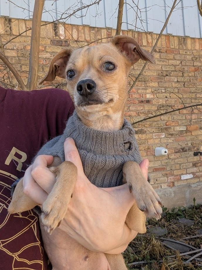 Mia, a Adoptable mixed breed in Bryan, TX image 1/6
