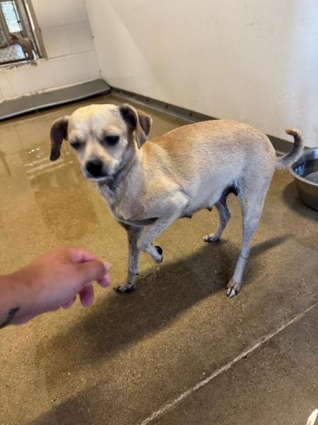 Enlarge Mama Mia, a Adoptable mixed breed in Bryan, TX image 1/6