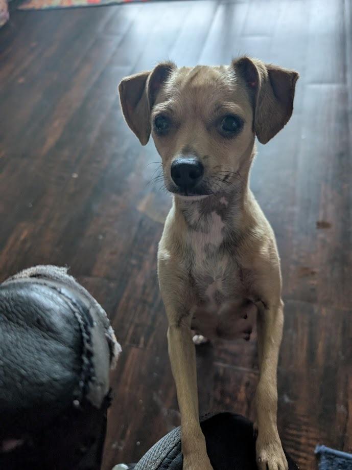 Enlarge Mama Mia, a Adoptable mixed breed in Bryan, TX image 2/6