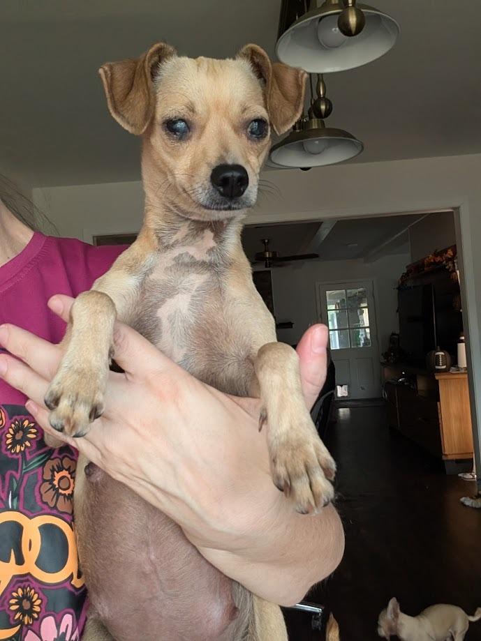 Enlarge Mama Mia, a Adoptable mixed breed in Bryan, TX image 4/6