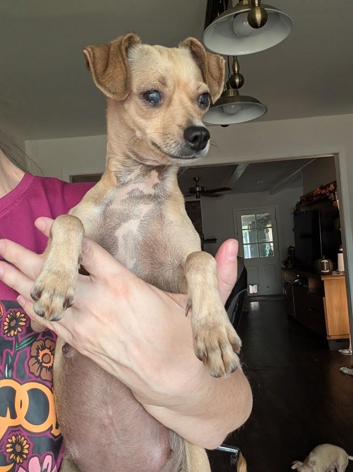 Enlarge Mama Mia, a Adoptable mixed breed in Bryan, TX image 5/6